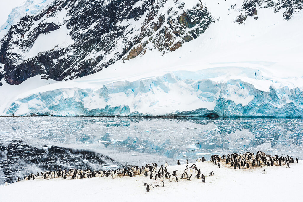 ultra-rare-all-black-king-penguin-spotted-in-remote-colony