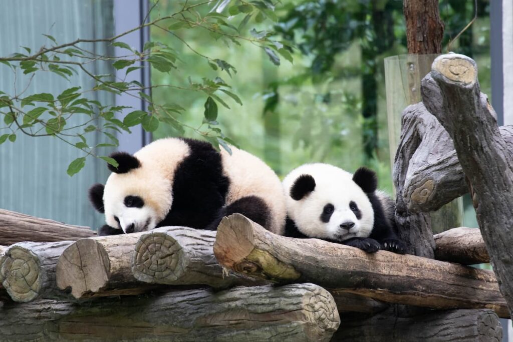First-Giant-Panda-Cubs-Born-in-Hong-Kong-Named-Jia-Jia-De-De