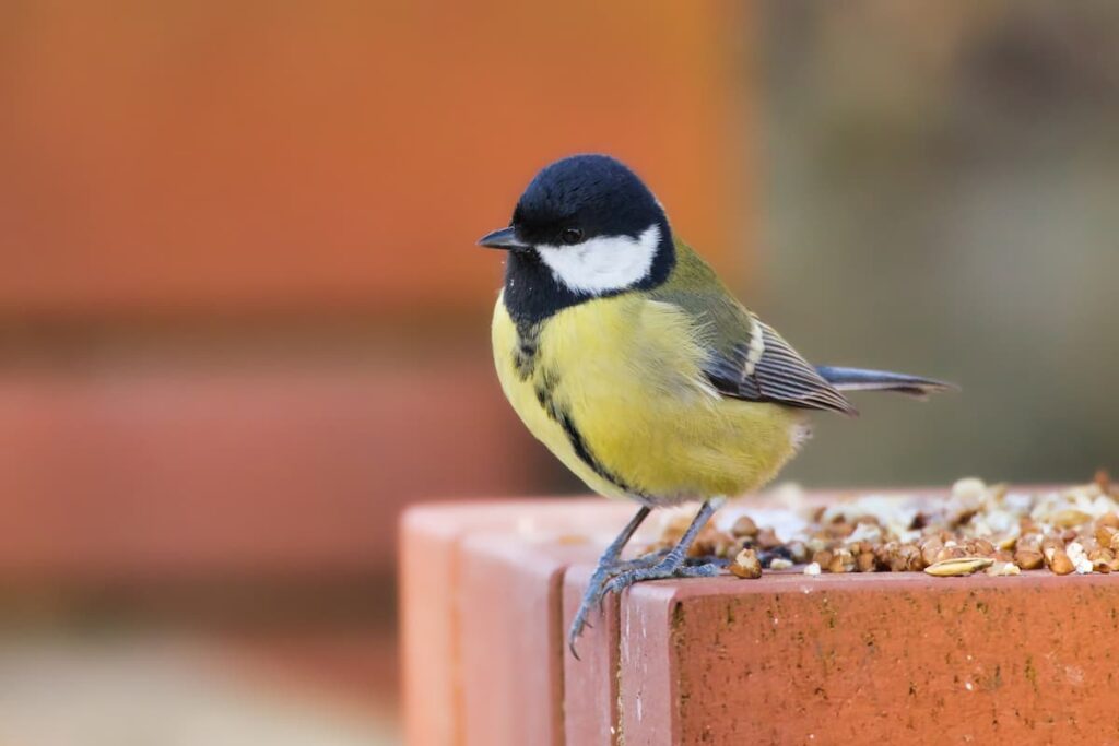 Alarming-Decline-of-Prairie-Birds-Raises-Conservation-Concerns
