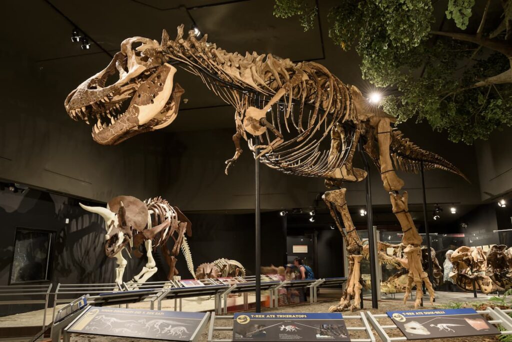 Dinosaur-Fossil-Found-Deep-Under-Museums-Own-Parking-Lot