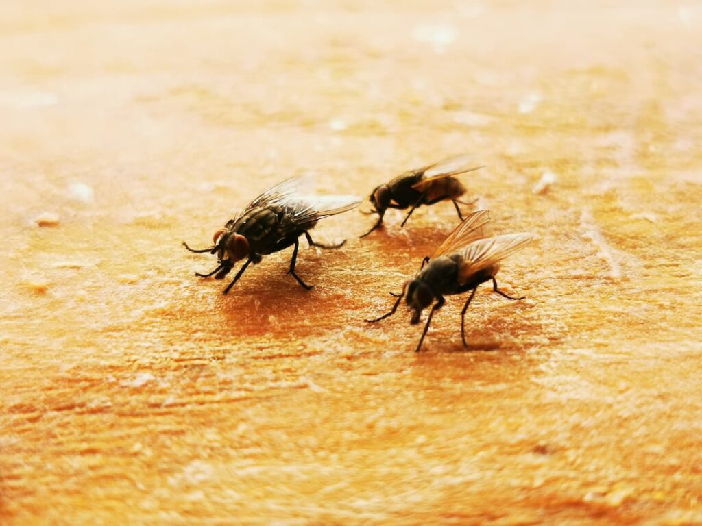 U.S.-Plans-Massive-Fly-Release-to-Stop-Deadly-Cattle-Pest