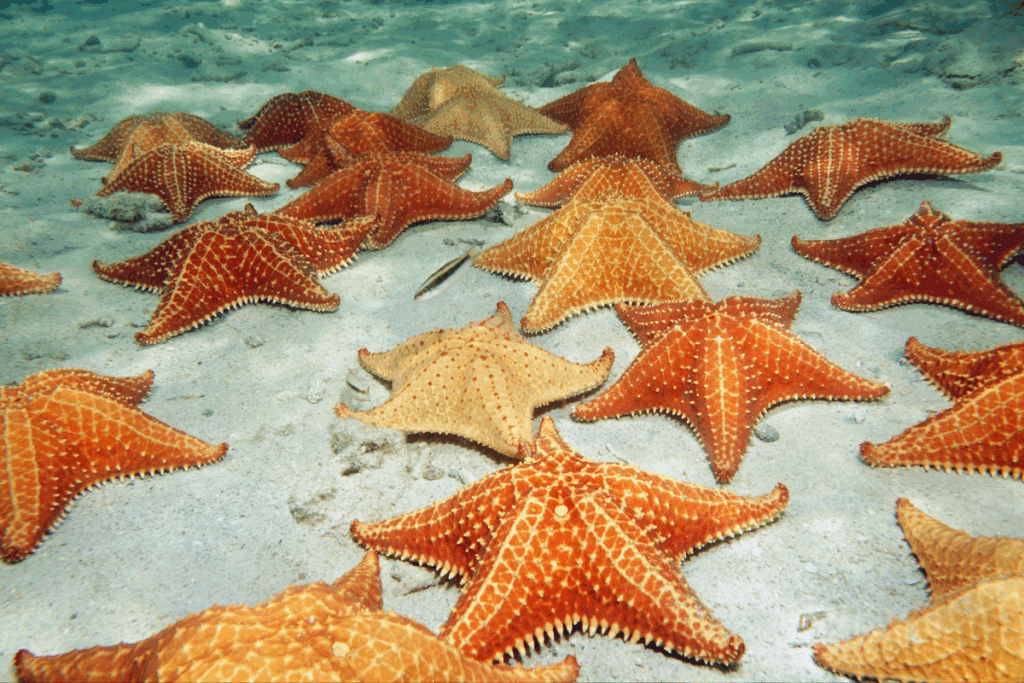 Scientists-Trace-Sea-Star-Die-Off-to-Bacterial-Culprit