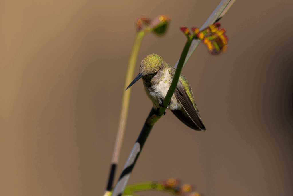 Earth-Biogenome-Project-Aims-to-Map-All-Life-by-2035
