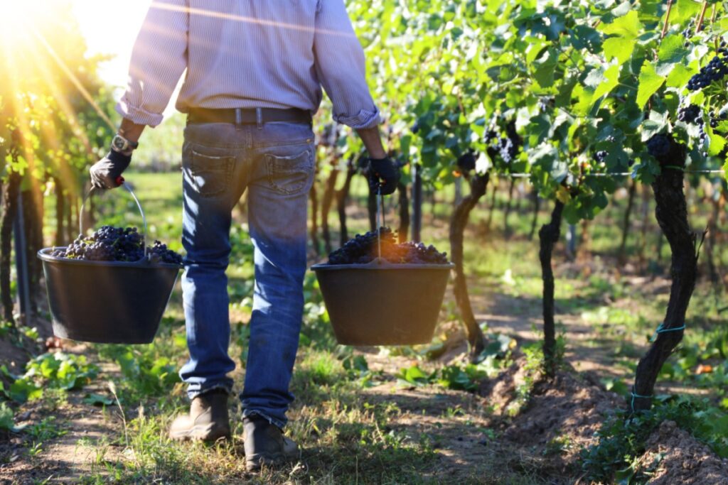 EU-Proposes-Measures-to-Shield-Farmers-from-South-American-Imports