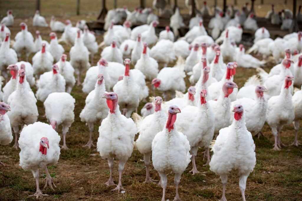 Thanksgiving Turkeys Cheap, Sides Still Costly Thanksgiving-Turkeys-Cheap-Sides-Still-Costly