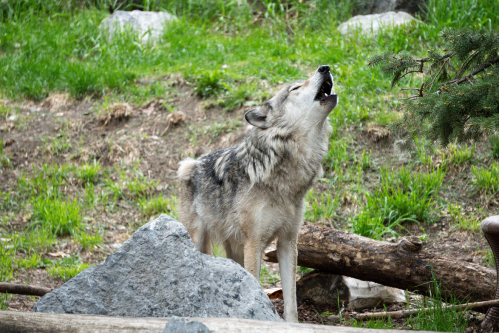 Ancient-Wolf-Pups-Unlock-Ice-Age-Secrets-Through-DNA