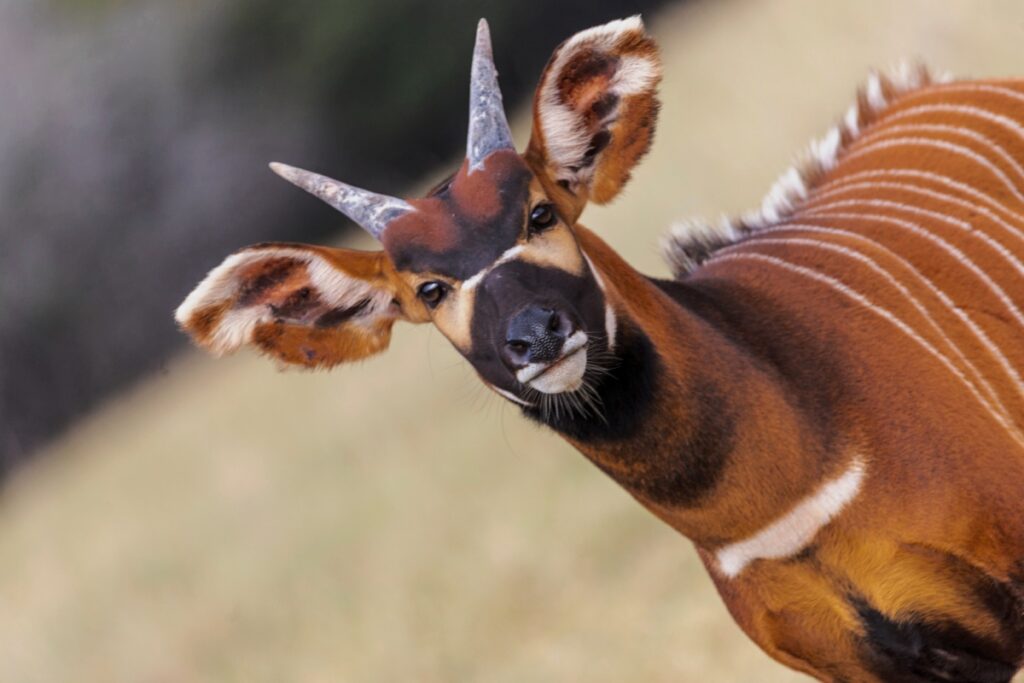 Bongos-Return-to-Kenya-in-Conservation-Push